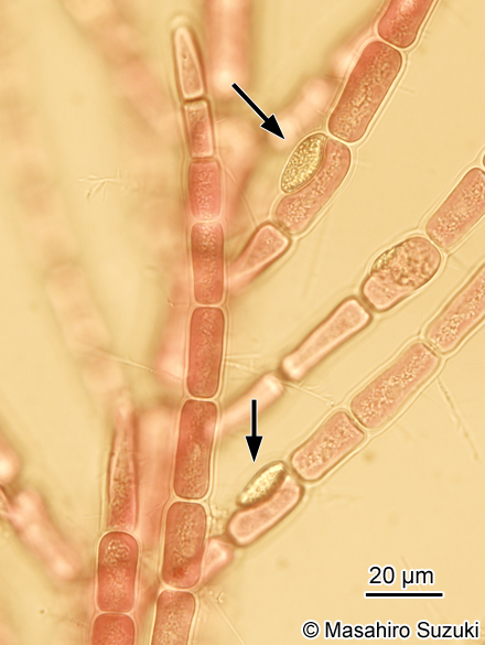 ホソガサネ Antithamnionella spirographidis